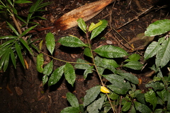Quintinia verdonii