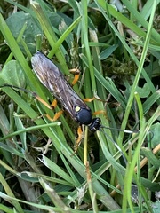 Ichneumon sarcitorius