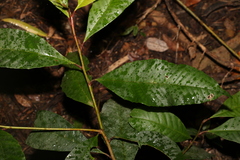 Quintinia verdonii
