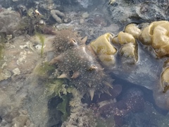 Apostichopus japonicus