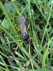 Ichneumon sarcitorius