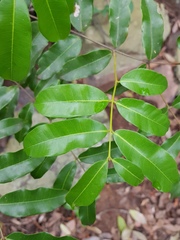 Wrightia natalensis