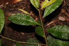 Quintinia verdonii