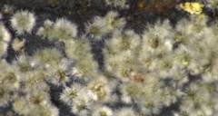 Xylariaceae