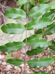 Wrightia natalensis