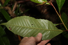 Quintinia verdonii