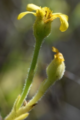 Osteospermum burttianum