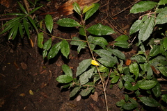 Quintinia verdonii