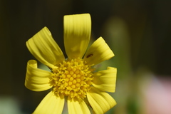 Osteospermum burttianum