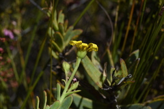 Osteospermum burttianum