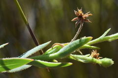 Osteospermum burttianum