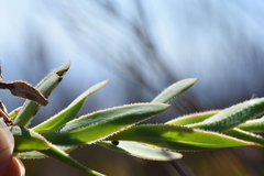 Osteospermum burttianum