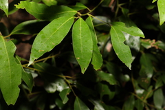 Cryptocarya glaucescens