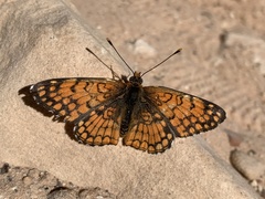 Chlosyne acastus robusta