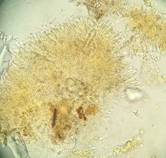 Crustodontia