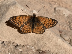 Chlosyne acastus robusta