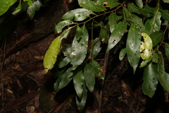 Cryptocarya glaucescens