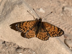 Chlosyne acastus robusta