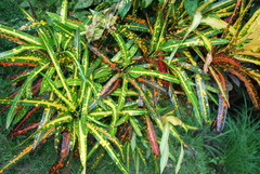 Codiaeum variegatum
