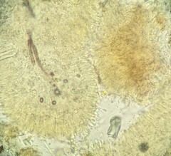 Crustodontia