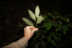 Cryptocarya glaucescens