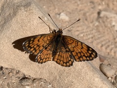 Chlosyne acastus robusta