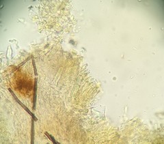 Crustodontia