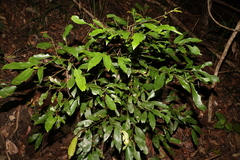 Cryptocarya glaucescens