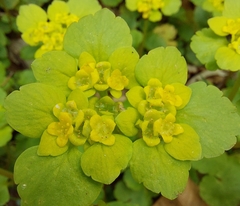 Chrysosplenium alternifolium