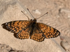 Chlosyne acastus robusta