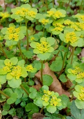 Chrysosplenium alternifolium