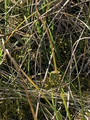 Piezodorus lituratus