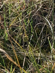 Piezodorus lituratus