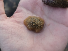 Homoiodoris japonica