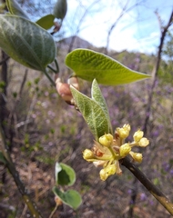 Lindera obtusiloba