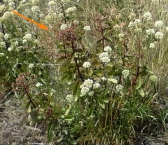 Hylotelephium maximum maximum