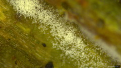 Botryobasidium