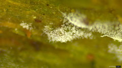 Botryobasidium