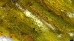 Botryobasidium