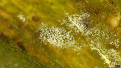 Botryobasidium