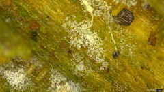 Botryobasidium