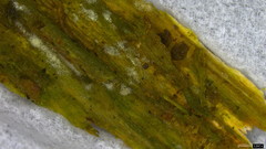 Botryobasidium