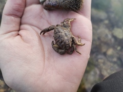 Macromedaeus distinguendus