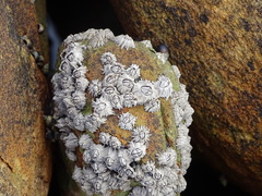 Chthamalus dentatus