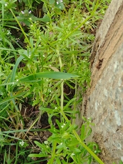 Galium aparine