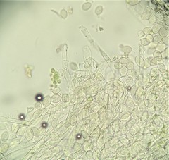 Botryobasidium