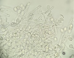 Botryobasidium