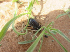 Pimelia arabica