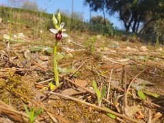 Ophrys exaltata splendida