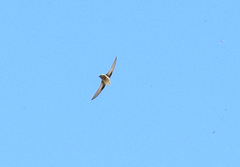 Ptyonoprogne rupestris